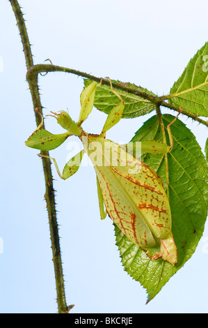 Phyllium Sp. philippines insectivores, manger des feuilles d'apparence d'un bâton leafinsect comme leafinsect feuille feuille verte animal le Banque D'Images