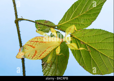 Phyllium Sp. philippines insectivores, manger des feuilles d'apparence d'un bâton leafinsect comme leafinsect feuille feuille verte animal le Banque D'Images