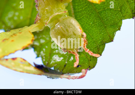 Phyllium Sp. philippines insectivores, manger des feuilles d'apparence d'un bâton leafinsect comme leafinsect feuille feuille verte animal le Banque D'Images