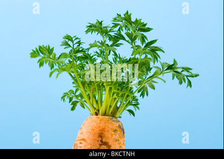 Chasser la carotte fraîche croissant vert feuille feuilles de vieille faire renouveler nouveau relancer relancer renouveler la vie nouvelle régénération régénérer Banque D'Images