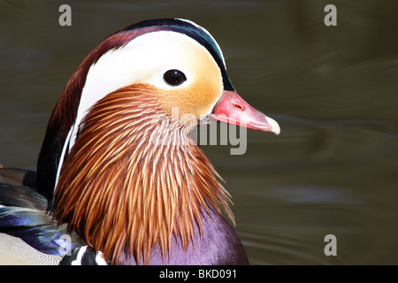 Close-up of Male Canard Mandarin Aix galericulata Chef prise à Martin simple WWT, Lancashire UK Banque D'Images