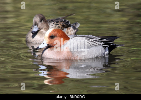 Paire de canard siffleur Anas penelope nager à Martin simple WWT, Lancashire UK Banque D'Images