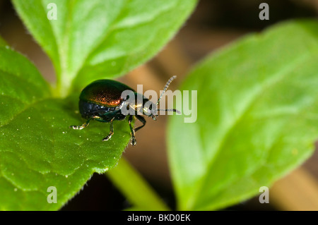 De près de l'Green leaf beetle Gastrophysa viridula dock Banque D'Images