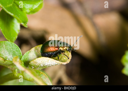 De près de l'Green leaf beetle Gastrophysa viridula dock Banque D'Images