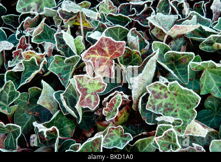 Givre sur le lierre Banque D'Images