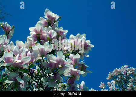 Soucoupe japonaise Rose Magnolia Arbre en fleur ressort E USA, par Dembinsky Assoc Photo Banque D'Images