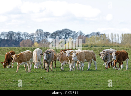 Petit groupe de bovins à viande / commerciale dans la zone Banque D'Images