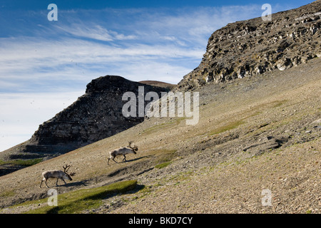 La Norvège, Svalbard, Edgeoya Island, le renne (Rangifer tarandus) se nourrissent de la toundra aride le long jour d'été sur Diskobukta Banque D'Images