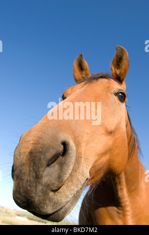 Cheval de ferme Banque D'Images