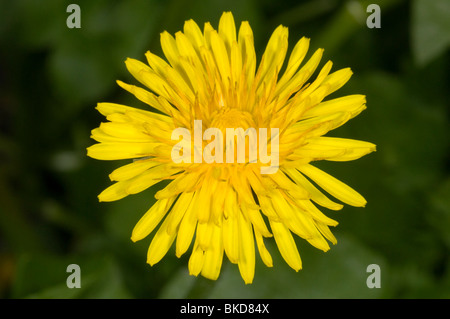 Pissenlit fleur jaune unique, (Taraxacum officinale) Banque D'Images