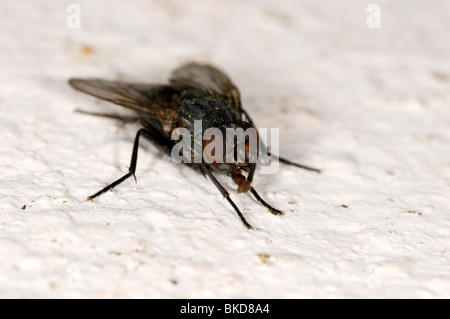 Un gros plan d'une mouche sur un mur peint en blanc montrant pièces buccales. Banque D'Images