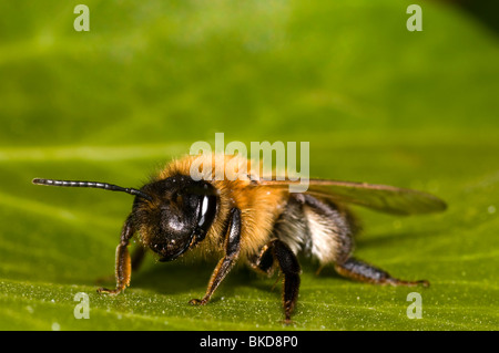 Une exploitation minière, de l'abeille Andrena nitida, au repos sur une feuille Banque D'Images