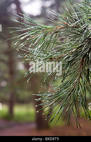 Gouttes d'eau après la pluie sur les aiguilles de pins en forêt Kalmthoutse Heide nature reserve Kalmthout Belgique Banque D'Images