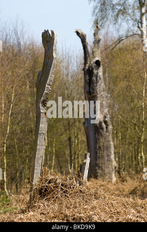 Les arbres de chêne français morts debout dans la forêt de Sherwood Banque D'Images