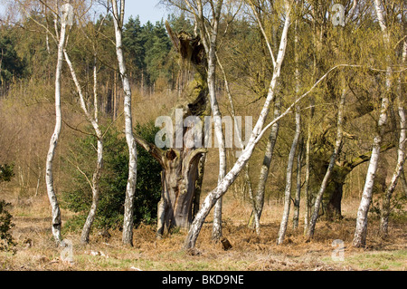 Les arbres de chêne français morts debout dans la forêt de Sherwood Banque D'Images
