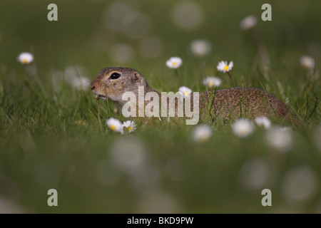 Ziesel, Spermophilus citellus, européen, au sol, écureuil, Banque D'Images