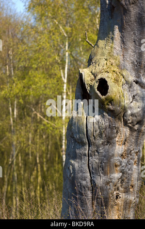 Les arbres de chêne français morts debout dans la forêt de Sherwood Banque D'Images