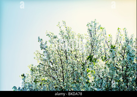 Vue vers le haut d'un pommier en fleurs au printemps Banque D'Images