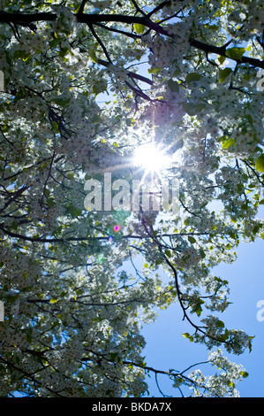 Vue vers le haut d'un pommier en fleurs au printemps Banque D'Images