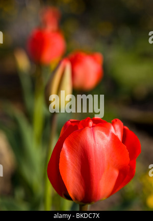 Une rangée de tulipes rouges au printemps Banque D'Images