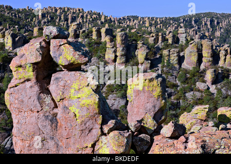 D'innombrables couverts de lichen pinnacles rock lever dans la Rhyolite Canyon et de l'Arizona's remote Monument National Chiricahua. Banque D'Images