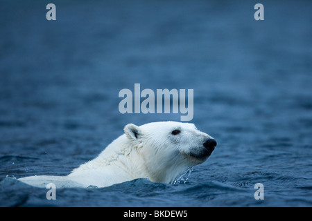 La Norvège, Svalbard, l'ours polaire (Ursus maritimus) Nager en mer près de l'île en Phippsøya Nordaustlandet Banque D'Images