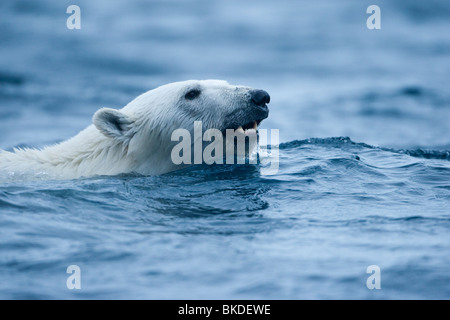 La Norvège, Svalbard, l'ours polaire (Ursus maritimus) Nager en mer près de l'île en Phippsøya Nordaustlandet Banque D'Images