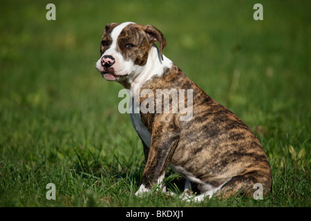 Amerikanische Bulldogge / American Bulldog Banque D'Images