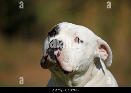 Amerikanische Bulldogge Hündin / femelle bulldog américain Banque D'Images
