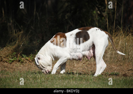 Amerikanische Bulldogge Hündin / femelle bulldog américain Banque D'Images