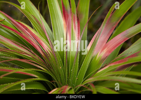 Pandani Richea pandanifolia ( Plante ), Pandani Grove Nature Walk, lac Dobson, Mount Field National Park, Tasmanie, Australie Banque D'Images