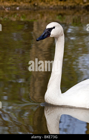 Natation Le Cygne Banque D'Images