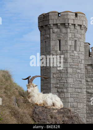 Les chèvres Cachemire sauvages Capra falconeri cashmiriensis sur le Great Orme pointe à Llandudno North Wales Banque D'Images