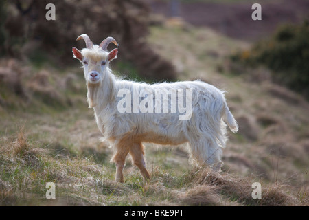 Les chèvres Cachemire sauvages Capra falconeri itinérance cashmiriensis le grand orme pointe à Llandudno North Wales Banque D'Images