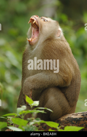 Cochon mâle-tailed Macaque (Macaca nemestrina) menaçant un rival dans la forêt de mousson de parc national Khao Yai, Thaïlande. Banque D'Images