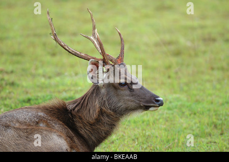 Cerfs Sambar mâle dans le parc national Khao Yai, Thaïlande Banque D'Images