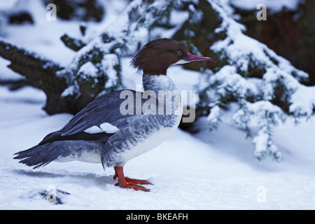 Commun, Harle bièvre, Harle bièvre, Mergus merganser,, femme, Gänsesäger Banque D'Images