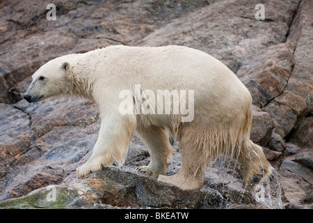 La Norvège, l'île de Spitsbergen, Svalbard, l'ours polaire (Ursus maritimus) secoue l'eau après les nouvelles de mer sur la côte rocheuse Banque D'Images