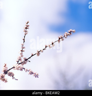 Fleurs sur fond de ciel bleu. Banque D'Images