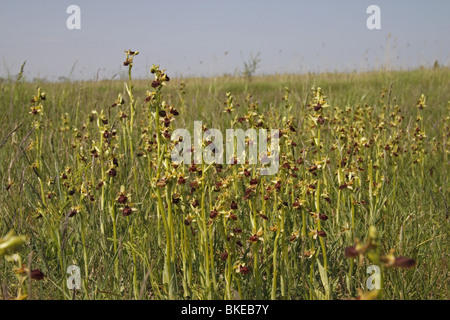 , Spinnenragwurz Ragwurz, Orchidee, ophrys sphegodes,, tôt, Spider, Orchid Banque D'Images