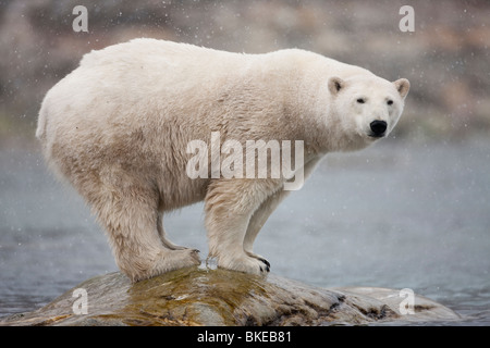 La Norvège, l'île de Spitsbergen, Svalbard, l'ours polaire (Ursus maritimus) debout sur la roche dans une tempête de neige le long Sallyhammna Harbour Banque D'Images