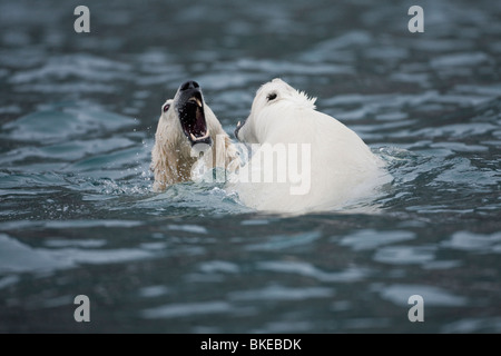 La Norvège, l'île de Spitsbergen, Svalbard, l'ours blanc (Ursus maritimus) jouer les combats tout en nageant dans la mer froide Banque D'Images