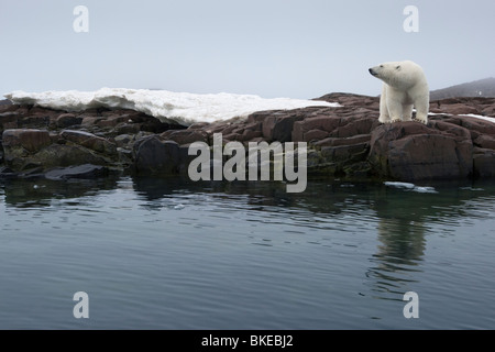 La Norvège, Svalbard, Nordaustlandet, l'ours polaire (Ursus maritimus) debout le long de la côte rocheuse le long Malmgren Island Banque D'Images