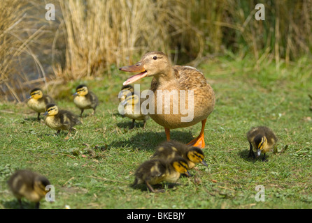 Canetons colverts femelles avec Anas platyrhynchos Banque D'Images