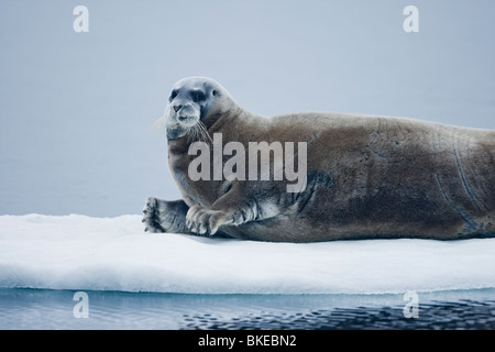 La Norvège, Svalbard, Nordaustlandet, le phoque barbu (Erignathus barbatus) reposant sur le radeau de glace flottante près de Sabine Islands Banque D'Images