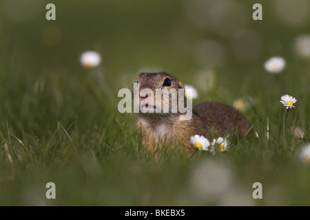 Ziesel, Spermophilus citellus, européen, au sol, écureuil, Banque D'Images