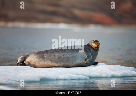 La Norvège, l'île de Spitsbergen, Svalbard, le phoque barbu (Erignathus barbatus) reposant sur la glace en Lomfjorden au coucher du soleil Banque D'Images