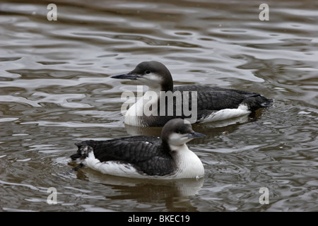 Prachttaucher,jiujitsu, plongée, Gavia arctica à gorge noire,,, Loon Banque D'Images