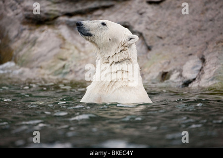 La Norvège, l'île de Spitsbergen, Svalbard, l'ours polaire (Ursus maritimus) Nager dans Sallyhammna Harbour Banque D'Images