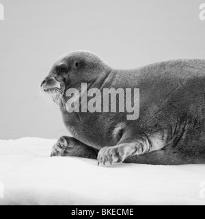 La Norvège, Svalbard, Nordaustlandet, le phoque barbu (Erignathus barbatus) reposant sur le radeau de glace flottante près de Sabine Islands Banque D'Images